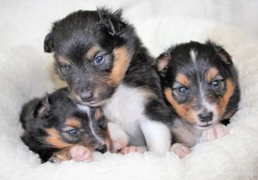 3 weeks old