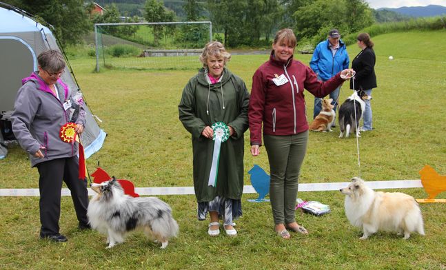 Norsk Collie Klubb, Trondheim 03.07.2016