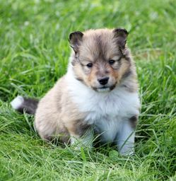 Minshelties Old Alabama