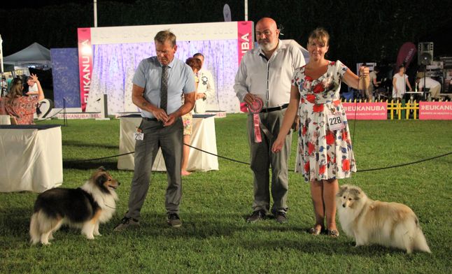 Croatian Kennel Club, 4 summer night shows, Split 30.07.2016