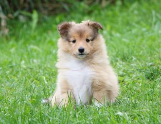 Minshelties Part Two