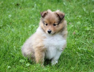Minshelties Pressing On A Bruise