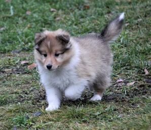 Minshelties Kentucky Jelly 7 weeks