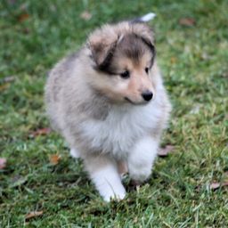 Minshelties King Of Mine  7 weeks