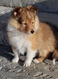 Minshelties Letter To Me 