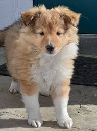 Minshelties Little Moments 