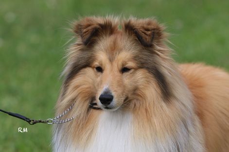 Luca