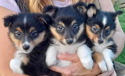 M Litter 6 weeks old