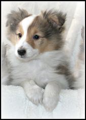 Charlie