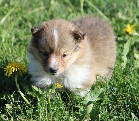  Minshelties Jeanny The Queen