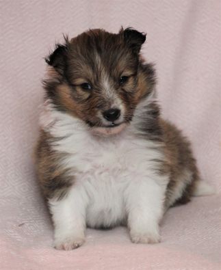 Minshelties Joy Of My Life 4 uker