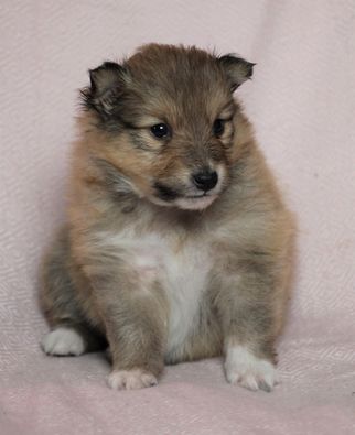 Minshelties Just My Best Friend 4 uker