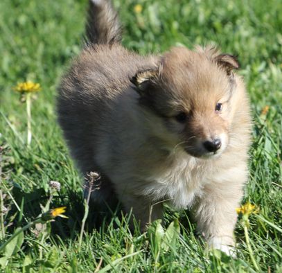 Minshelties Just My Best Friend 