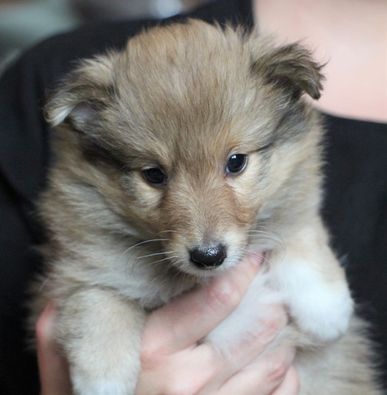 Minshelties Just My Best Friend 6 weeks