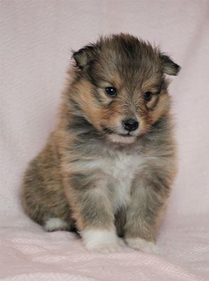 Minshelties Just My Precious 4 uker