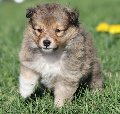 Minshelties Just My Precious 