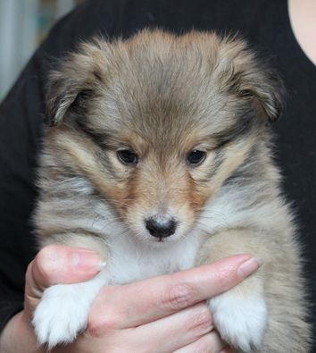 Minshelties Just My Precious 6 weeks