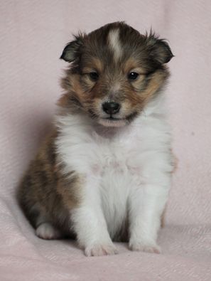 Minshelties Just One Of A Kind 4 uker