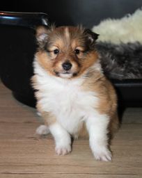 Minshelties Letter To Me 5 uker