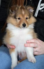 Teemo