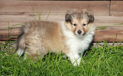 Minshelties Rainin' You 