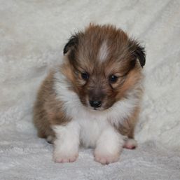 Minshelties Remember Me
