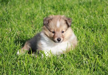Minshelties Remember Me