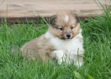 Minshelties Remember Me