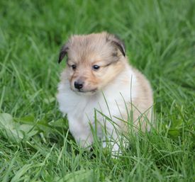 Minshelties Remind Me