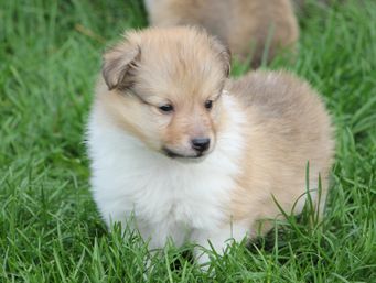 Minshelties Riverbank
