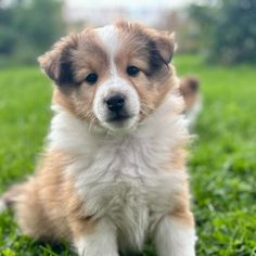 Vinnie