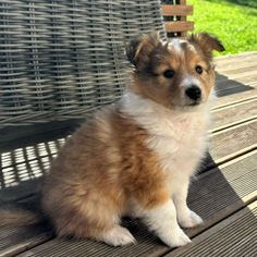 Aiko