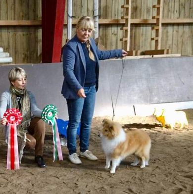 Norsk Collie Klubb, Rogaland 15.09.2018