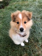 Nala
