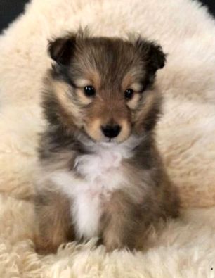 Minshelties New Favorite Memory