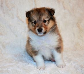 Minshelties Old Alabama