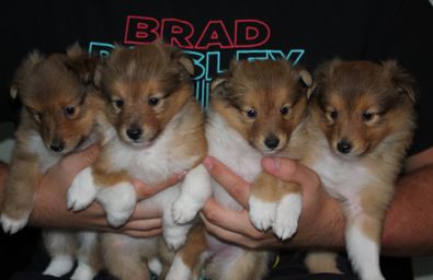 5 weeks old