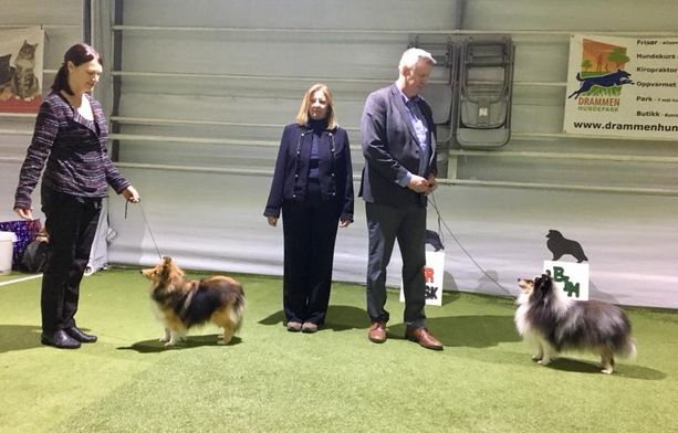 Norsk Shetland Sheepdog Klubb, Drammen 19.11.2017