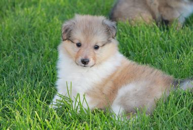 Minshelties Riverbank