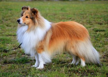 Simba - Minshelties Famous People