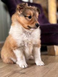 Minshelties Solar Power Girl