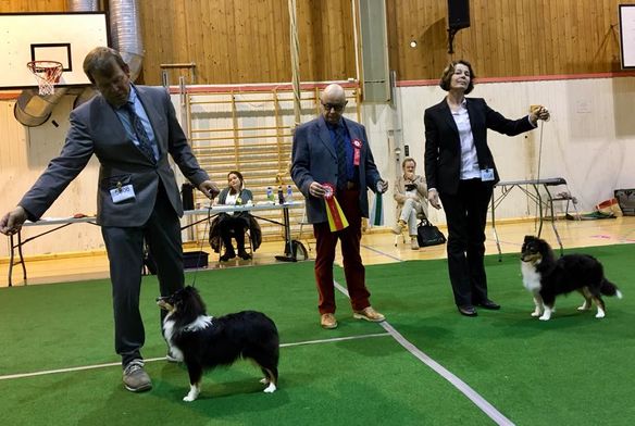 Fitjar og Stord Hundeklubb 11.11.2017