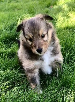 Minshelties New Favorite Memory - 4 weeks