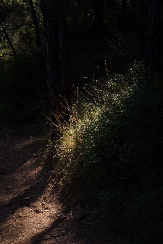 DSC09037_1000x667