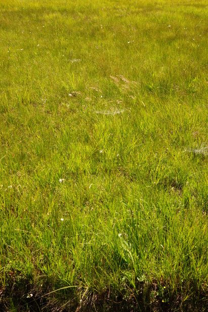 DSC04414_1000x667