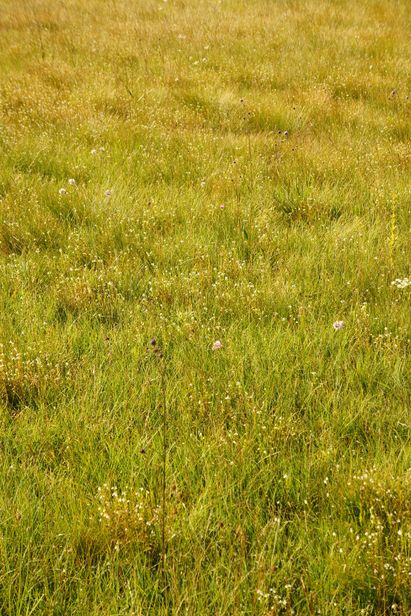 DSC04959_1000x667