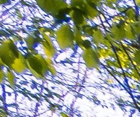 Lente