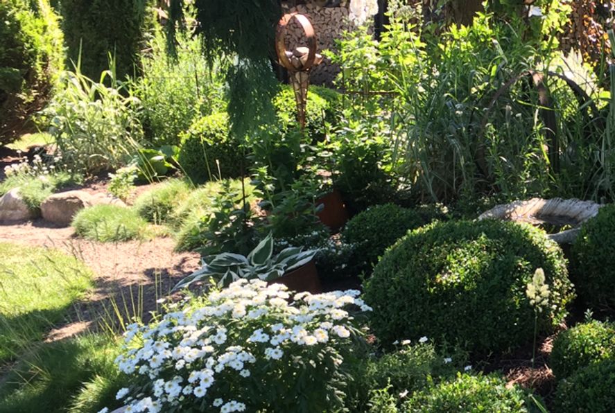 Et kik ind i bedet🤗🌾🧤…  buksbom - knapblomst/røllike - hvidstribede græs.