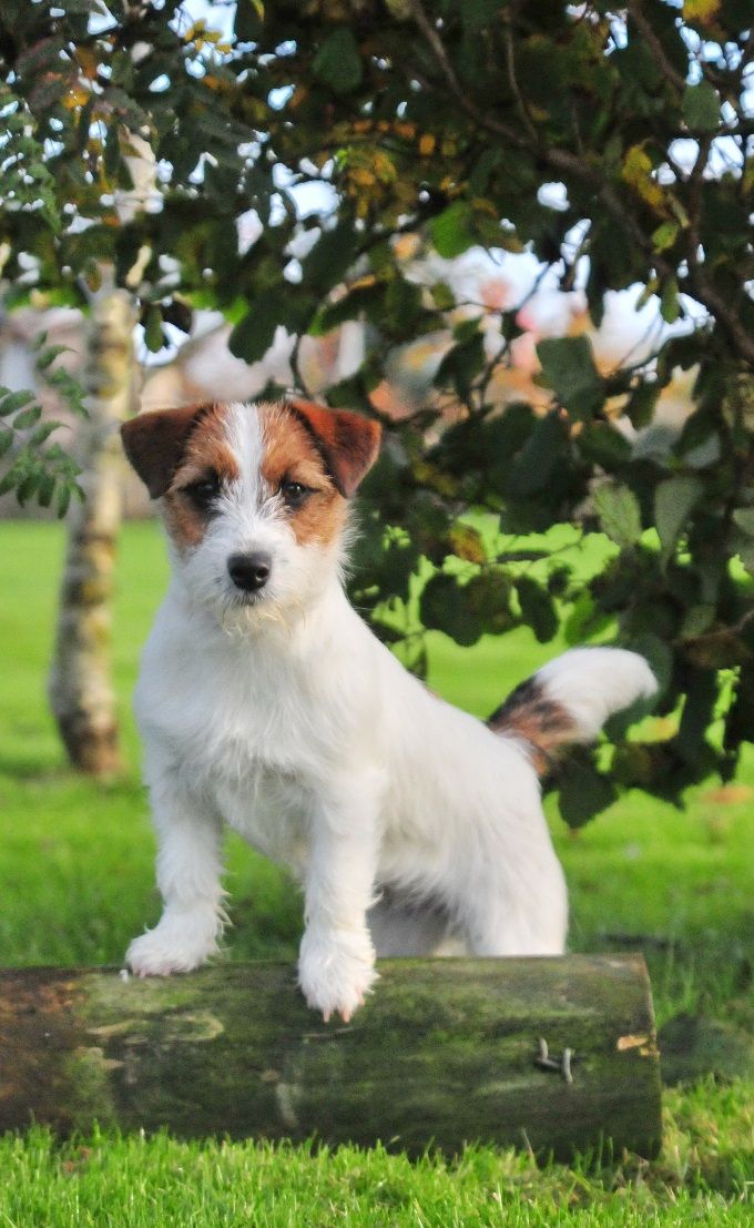 We proudly present Chic Charlene Bohemia White Hunter welcome to the Caldbeckjack Kennels