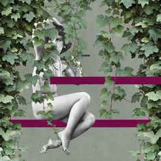 No.443_Vine